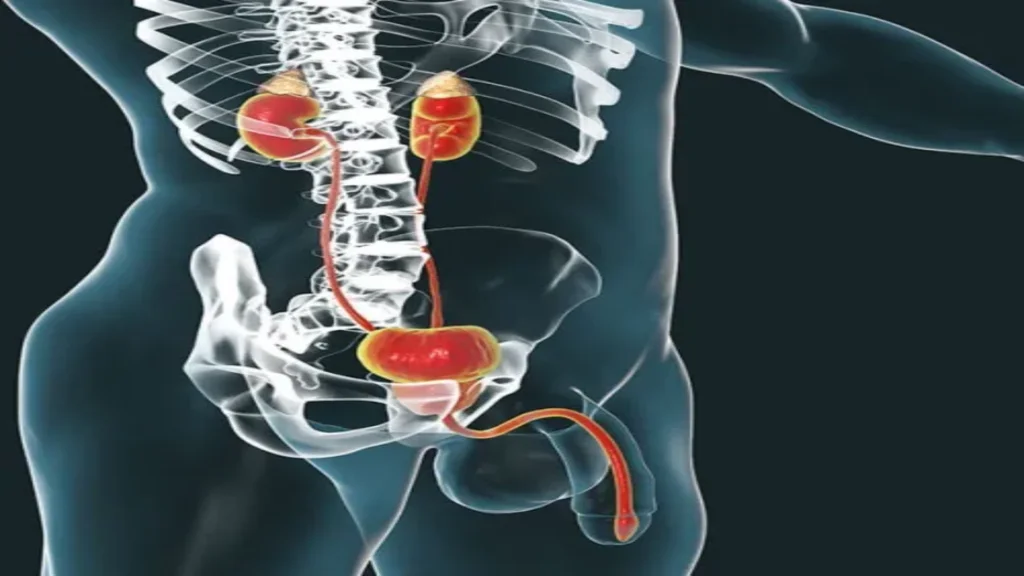 Uromexil forte ugodnosti - kaj je to - odmerjanje - prednosti - učinki - sestavine - deluje - uporaba